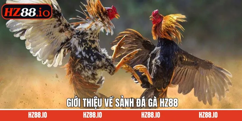 Sơ lược về sảnh chơi đá gà nổi tiếng trên thị trường